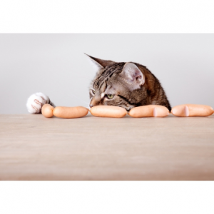 trouvez les meilleures croquettes pour chat sur catapart.fr